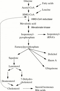 coq10 and statins