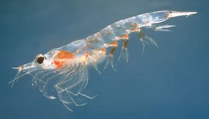 krill oil vs fish oil